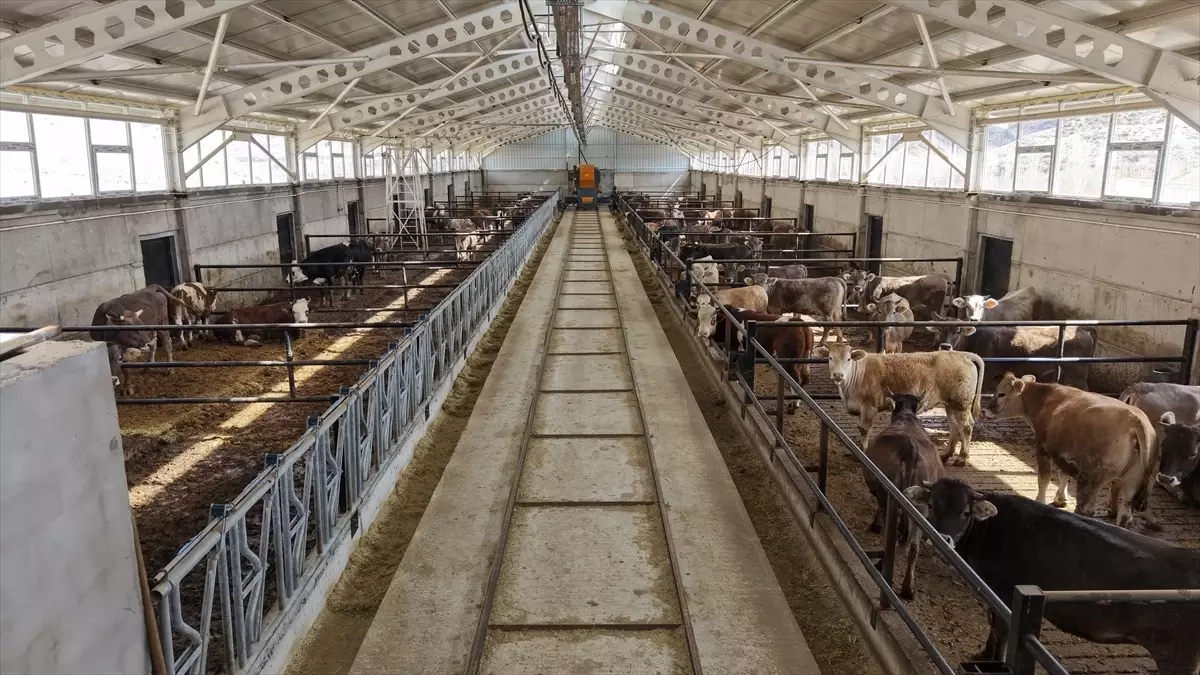 Erzurum’da Modern Ahırlar Hayvan Refahını Artırıyor